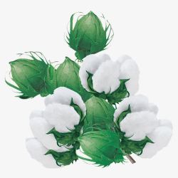 白绿棉花高清图片