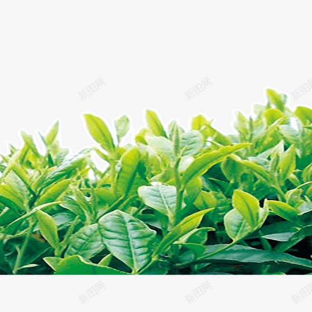 茶树茶叶png免抠素材_88icon https://88icon.com 叶子 绿叶 绿色 茶叶 茶树
