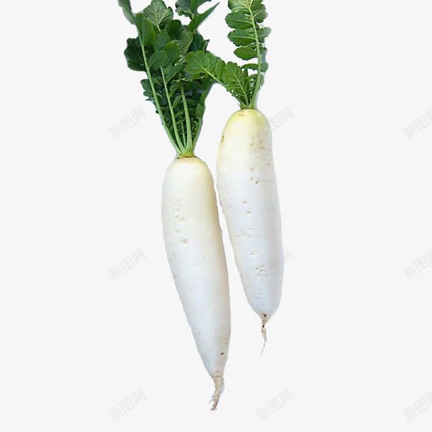 两条白萝卜png免抠素材_88icon https://88icon.com 很多手 维生素 萝卜 营养 蔬菜