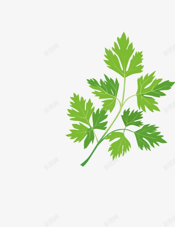 绿色叶子png免抠素材_88icon https://88icon.com 大料 绿色 食材 香料 香菜