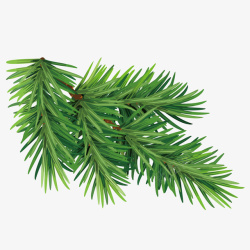 矢量松柏一根鲜绿色的松树枝高清图片