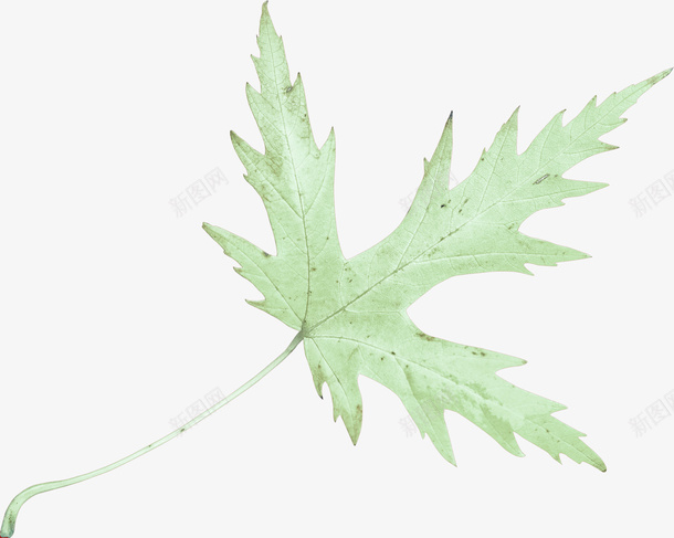 一片清新的叶子png免抠素材_88icon https://88icon.com 叶子 春天 清透 绿色 装饰