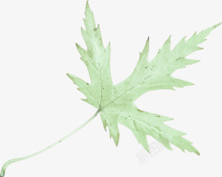 一片清新的叶子素材