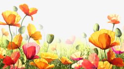 水彩康乃馨素材