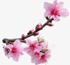 春天风景粉色桃花树枝植物素材