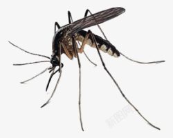 灭蚊杀虫剂准备吸血的黑色大蚊子高清图片