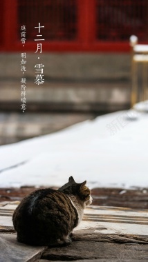 文字雪景猫咪H5背景背景