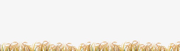一片金色麦穗png免抠素材_88icon https://88icon.com 丰收 农业 创意 小麦 爱心 稻子 稻谷 粮食 谷子 麦子 麦穗