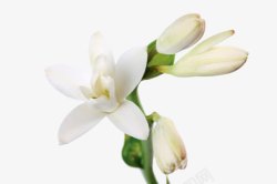 白色茉莉花卉免费下载白色茉莉花卉高清图片