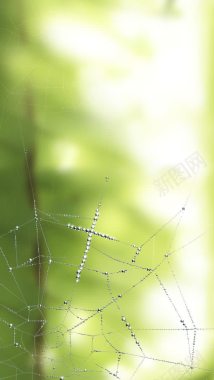 蜘蛛网油画背景