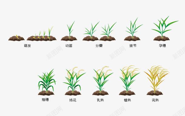 水稻成熟过程png免抠素材_88icon https://88icon.com 大米 植物 水稻 泥土 稻田 稻米 米粒 绿色 胚芽