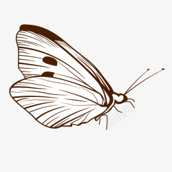 单色背景单色蝴蝶线稿高清图片
