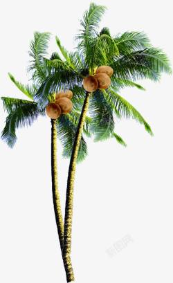 椰子树水彩画夏日海报素材