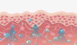 补水皮肤结构皮肤表层高清图片