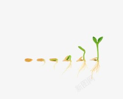 成长之路种子发芽过程高清图片