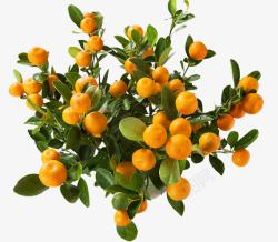 橘子树叶橘树盆栽高清图片