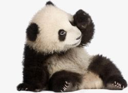 大熊猫猫熊熊猫高清图片
