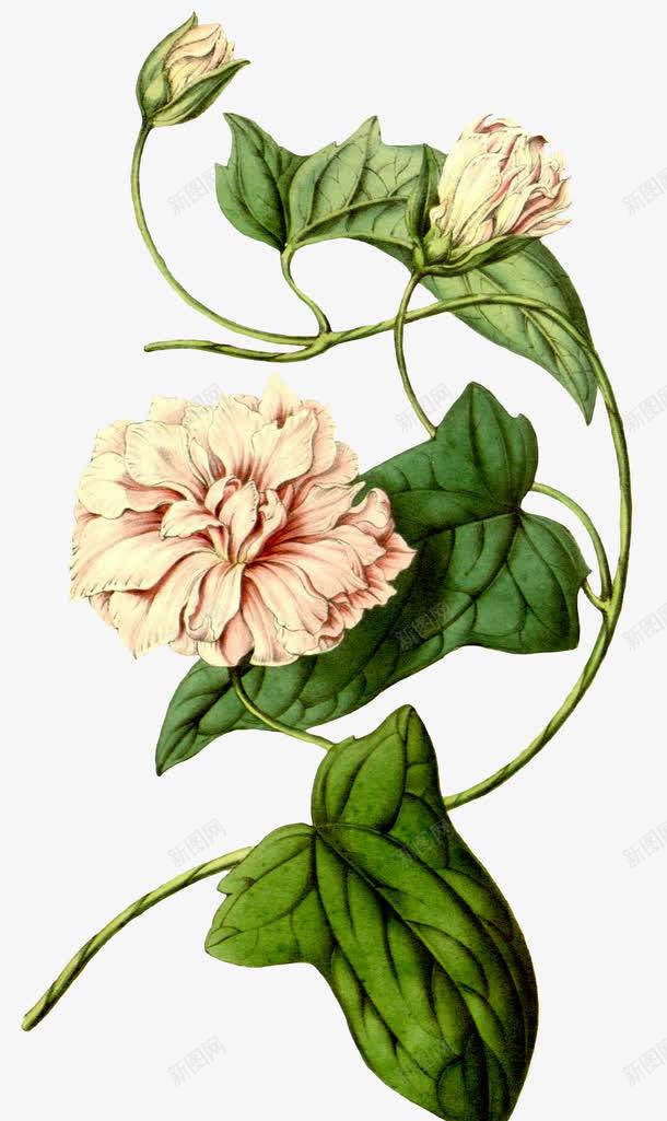 手绘花朵png免抠素材_88icon https://88icon.com 写实花卉 创意 园艺店宣传 婚庆公司 婚礼庆典展板 家居装饰 彩铅花卉 手工绘制 植物 粉白色 艺术 花朵 装饰墙面 鲜花店宣传