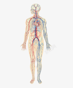 生物医学人体动静脉血管分布高清图片