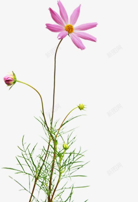 现代花店宣传单页png免抠素材_88icon https://88icon.com 宣传单 现代 花店