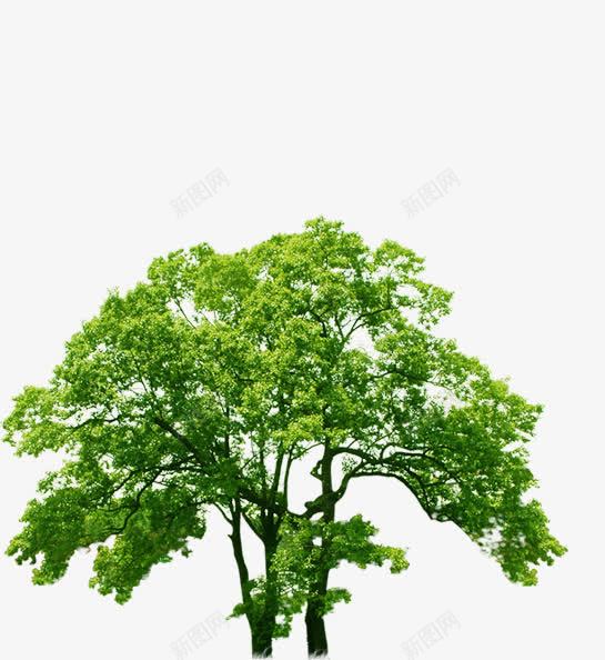 创意合成春天绿色的大树png免抠素材_88icon https://88icon.com 创意 合成 大树 春天 绿色
