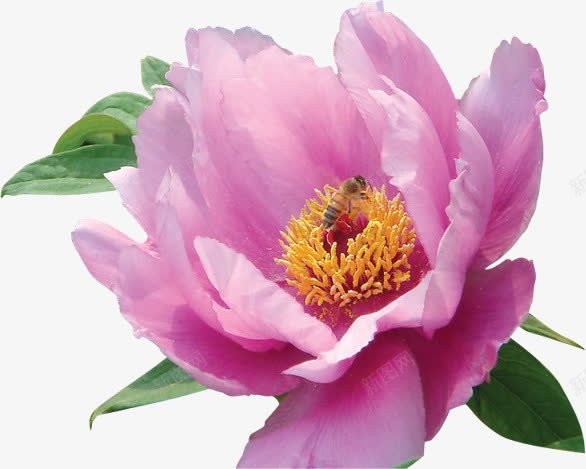 粉色春天鲜花盛开蜜蜂采蜜png免抠素材_88icon https://88icon.com 春天 盛开 粉色 蜜蜂 鲜花