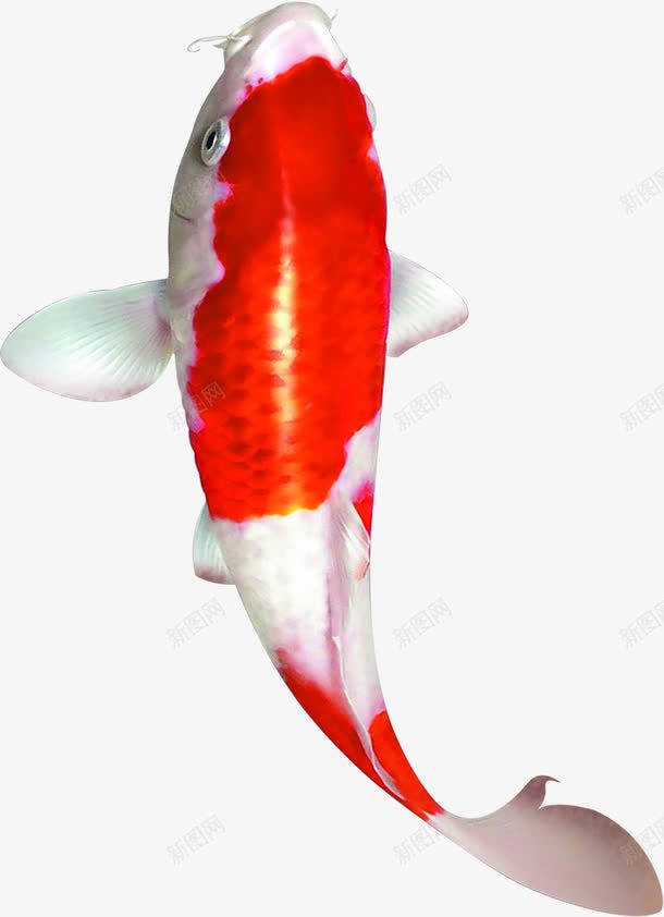 红色斑点鱼样式招聘海报png免抠素材_88icon https://88icon.com 招聘 斑点 样式 海报 红色