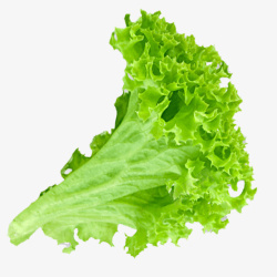 生菜免抠素材实物绿色新鲜生菜高清图片