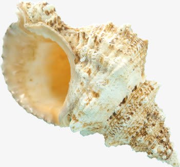 夏日海报海边贝壳海螺png免抠素材_88icon https://88icon.com 夏日 海报 海螺 海边 贝壳