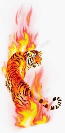 老虎背面火焰老虎高清图片