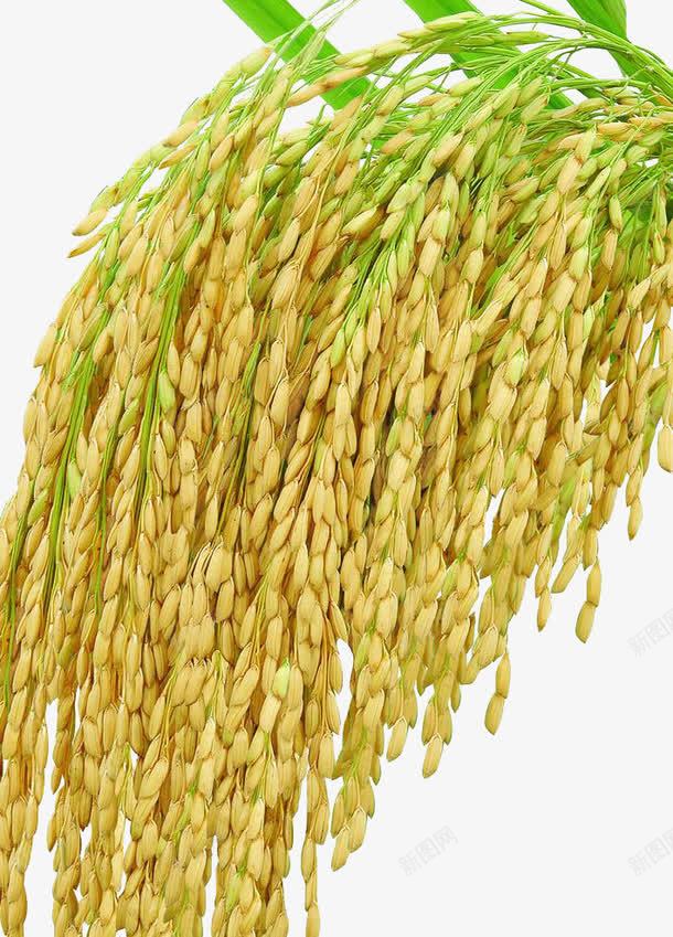 稻穗png免抠素材_88icon https://88icon.com 收获 水稻图片 粮食 绿色 绿色水稻 金色麦穗 黃色稻穗