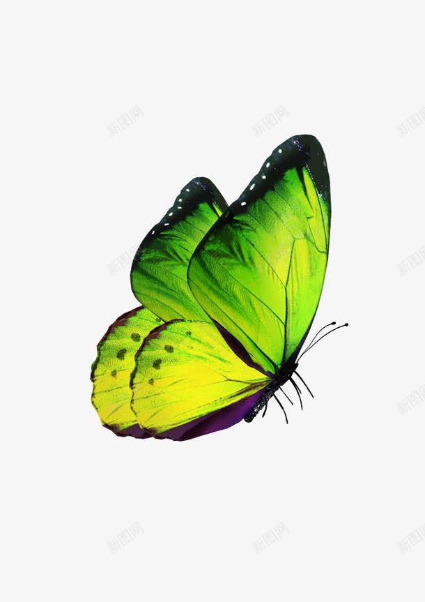 蝴蝶png免抠素材_88icon https://88icon.com 动态蝴蝶 大蝴蝶 昆虫 绿色 绿蝴蝶 蝴蝶振翅