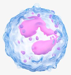 抗体人体白细胞高清图片