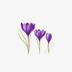 手绘时尚插画三朵紫色丁香花素材