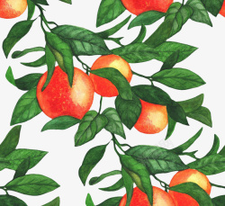 橘树上的柑橘果实手绘图素材