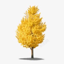 黄色树干秋天的树高清图片