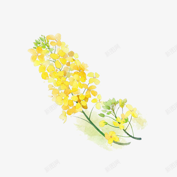 手绘卡通油菜花psd免抠素材_88icon https://88icon.com 免抠PNG 卡通 手绘 植物 油菜花瓣 黄色小花