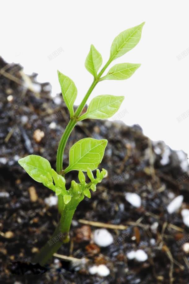 新生命绿芽png免抠素材_88icon https://88icon.com 发芽 嫩芽图片 水珠 泥土里嫩芽 绿色植物
