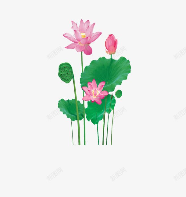 荷花粉色绿叶png免抠素材_88icon https://88icon.com 党庆 党建 粉色 绿叶 荷花