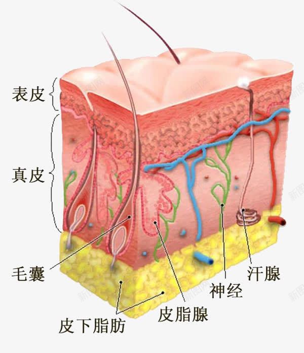 面部细胞组织图png免抠素材_88icon https://88icon.com 毛囊 皮肤结构 神经结构 肌肤组织 血管 表皮结构