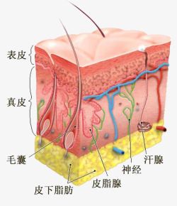 面部细胞组织图素材