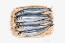 实物新鲜海产品鲅鱼素材