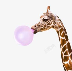 长颈鹿吹气球素材