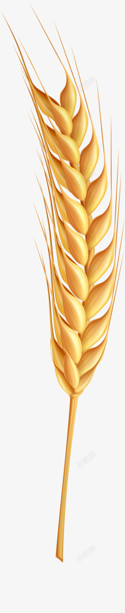 麦穗手绘金色写实麦穗图标高清图片