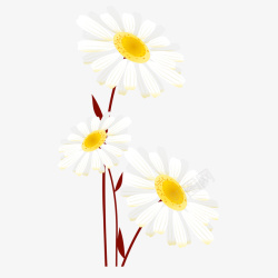 手绘白色菊花植物素材