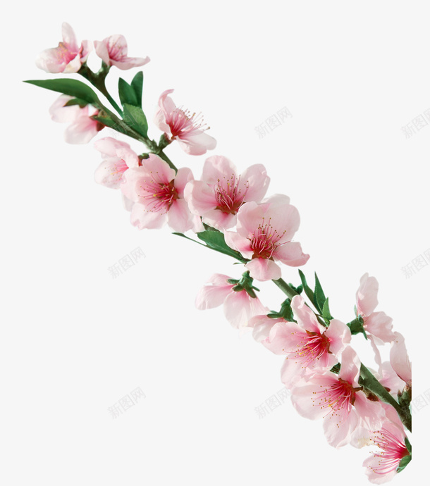 春天桃花之桃花开png免抠素材_88icon https://88icon.com 免抠PNG 开花 春天相关 桃花 桃花枝 粉红色花