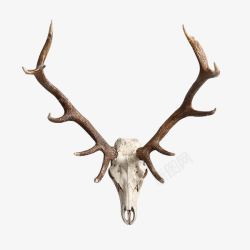 麋鹿头素材麋鹿头骨高清图片