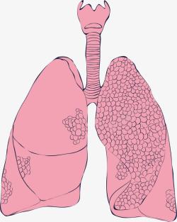 人体的粉色肺部器官素材