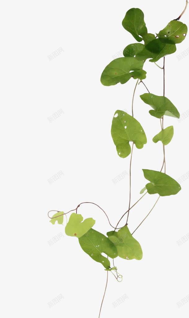 绿色树叶边框海报png免抠素材_88icon https://88icon.com 树叶 海报 绿色 边框