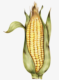 玉米海报卡通手绘蔬菜装饰海报高清图片